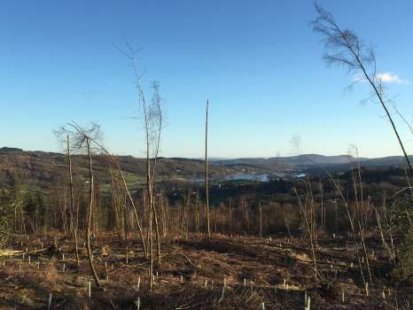 New views over Esthwaite Water, showing an exposed birch with its top blown off in the wind